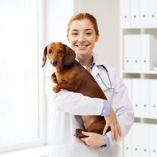 marketing-for-veterinarians